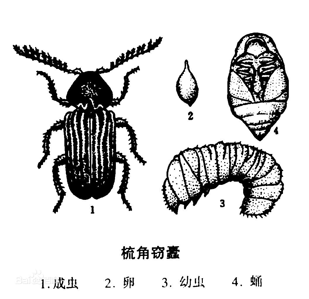 窃蠹6.jpg 窃蠹6.jpg