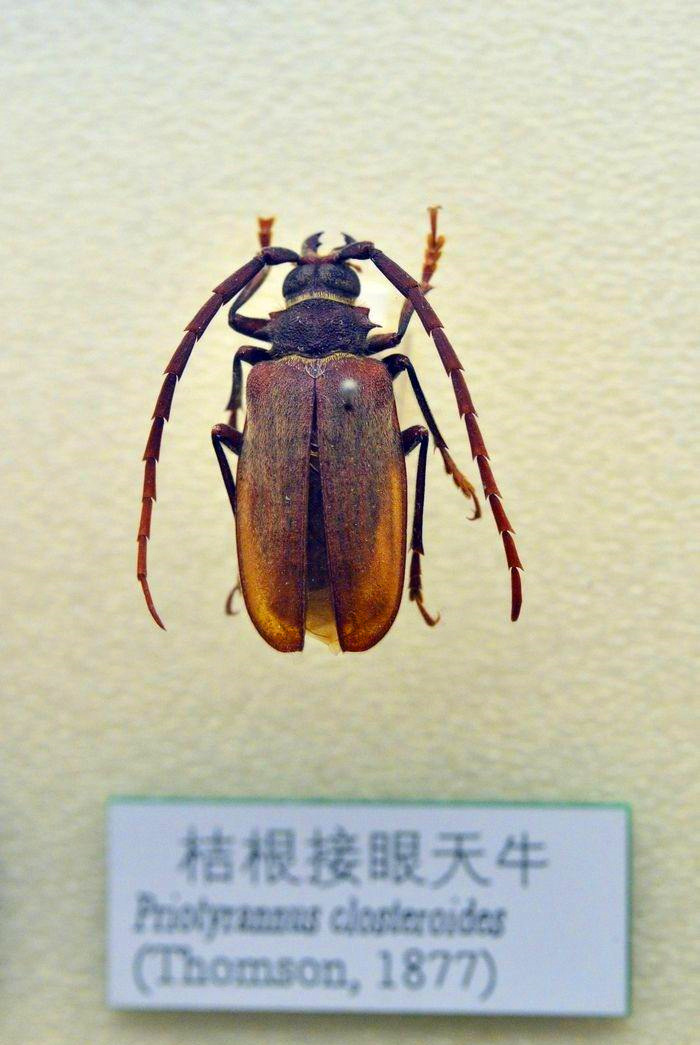 天牛4.jpg 天牛4.jpg