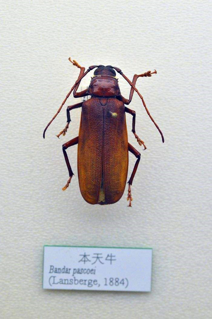 天牛3.jpg 天牛3.jpg