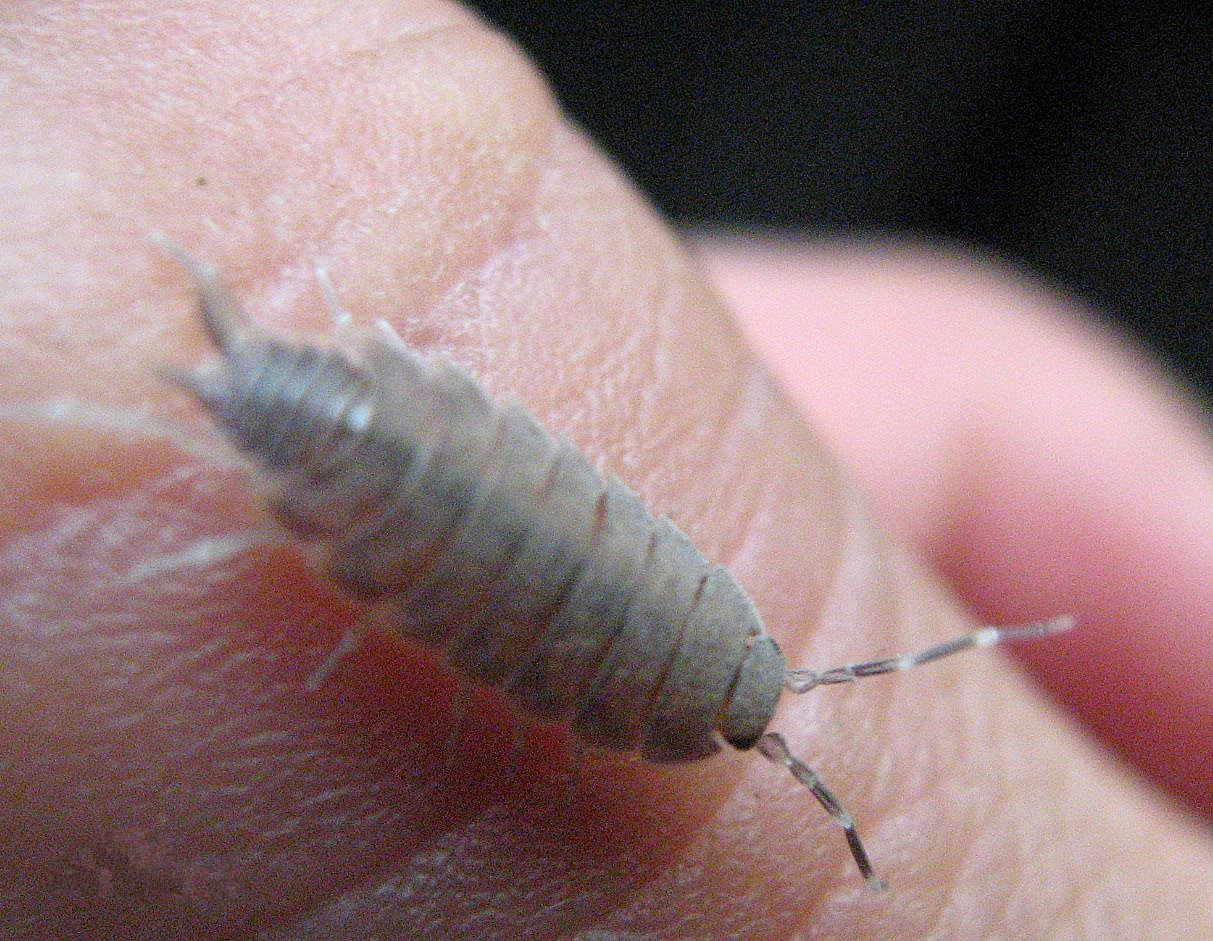 潮虫1.jpg 潮虫1.jpg