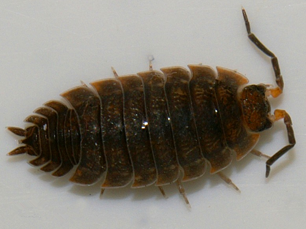 潮虫3.png 潮虫3.png