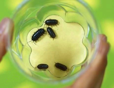 潮虫6.jpg 潮虫6.jpg