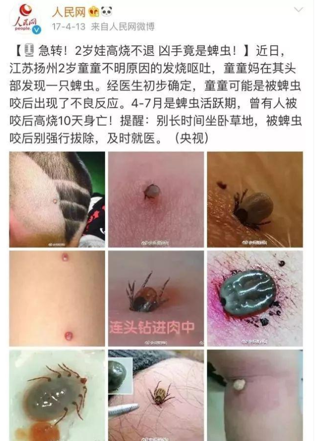 金卫士杀蜱虫 (2).png 金卫士杀蜱虫 (2).png