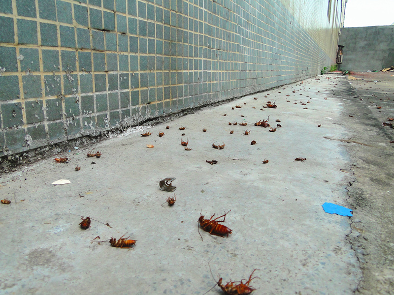 DSC07488_副本.jpg DSC07488_副本.jpg
