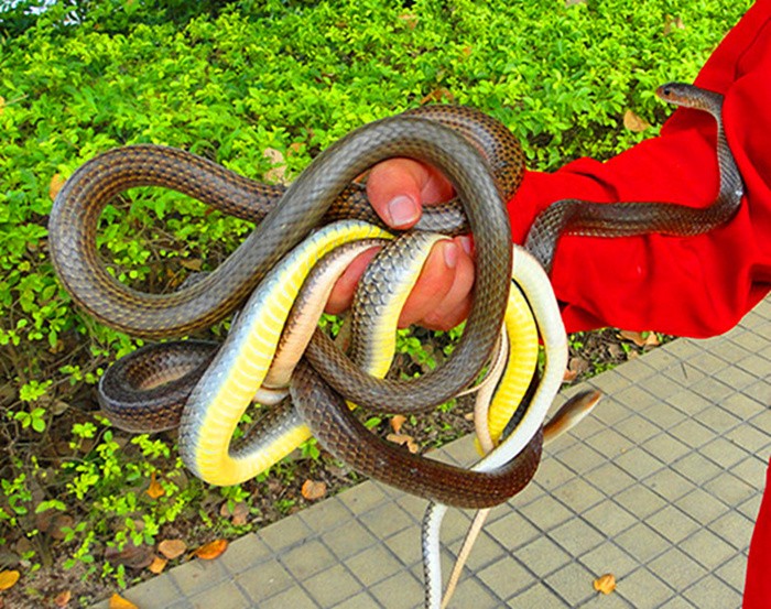 毒蛇 (4).JPG