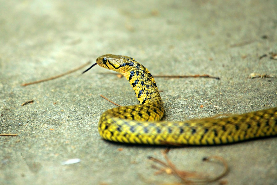 毒蛇 (2).jpg