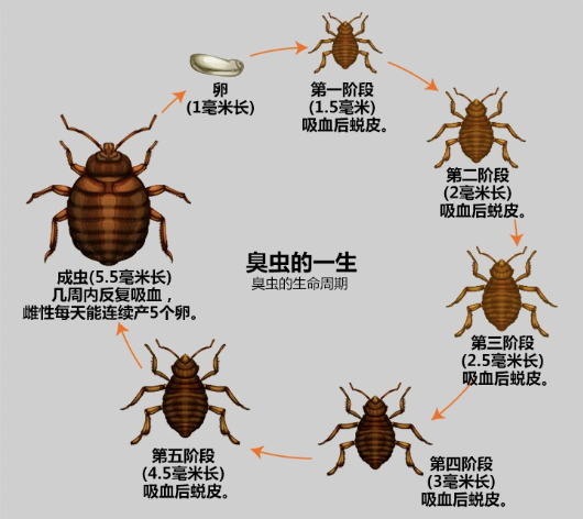臭虫.png