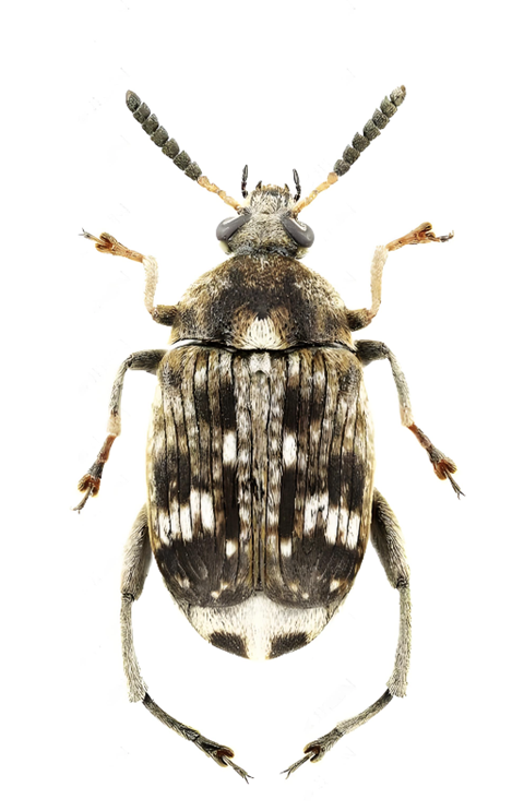 蚕豆�?(2).png 蚕豆�?(2).png