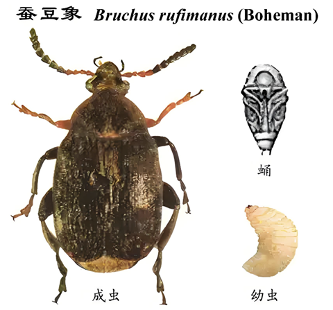 蚕豆�?(1).png 蚕豆�?(1).png